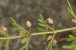 Narrowleaf paleseed